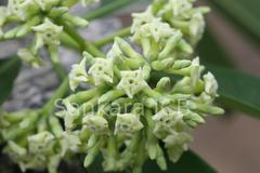 Alstonia scholaris